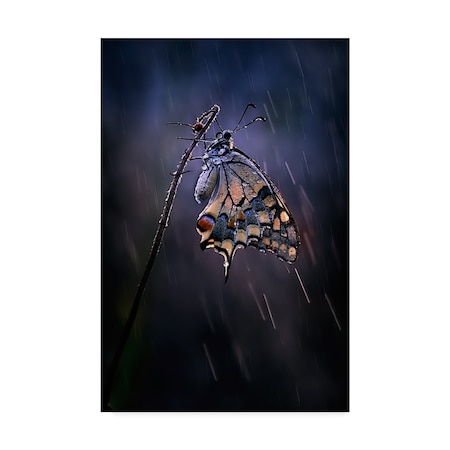 Antonio Grambone 'Under The Summer Rain' Canvas Art,22x32